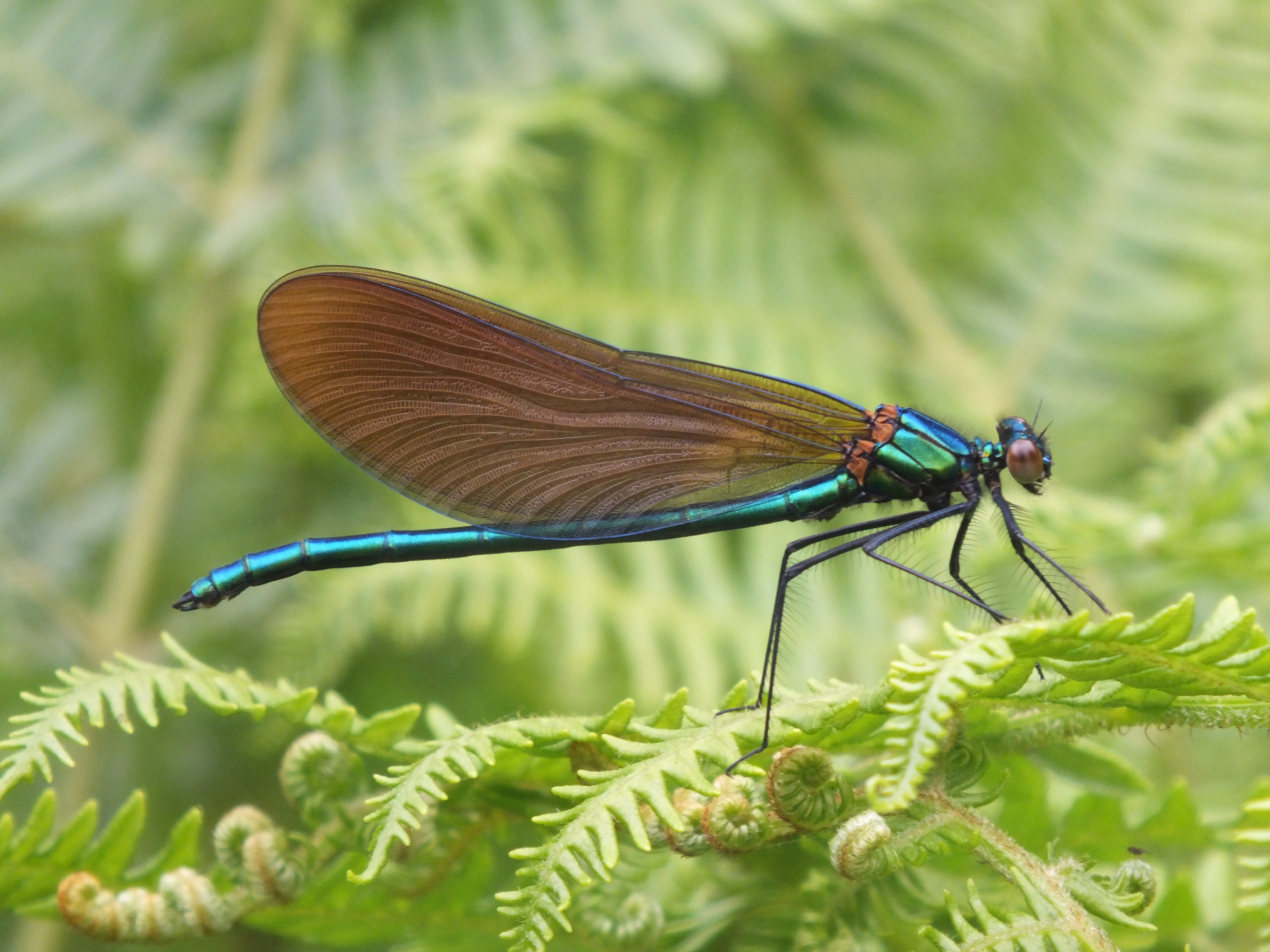 BROADWING DAMSEL FLY Bill Bagley Photography